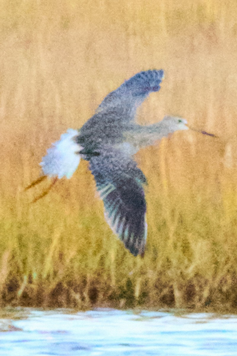 Greater Yellowlegs - ML644127122