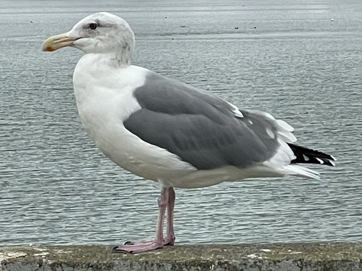 Western Gull - ML644127127