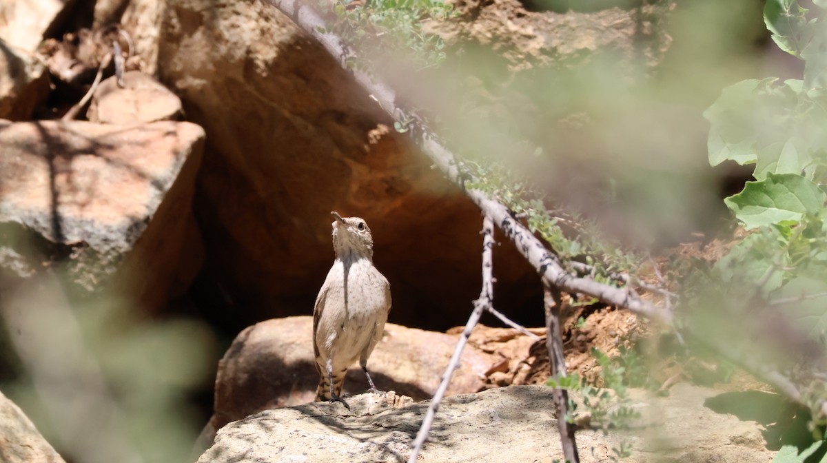 Rock Wren - ML644127131