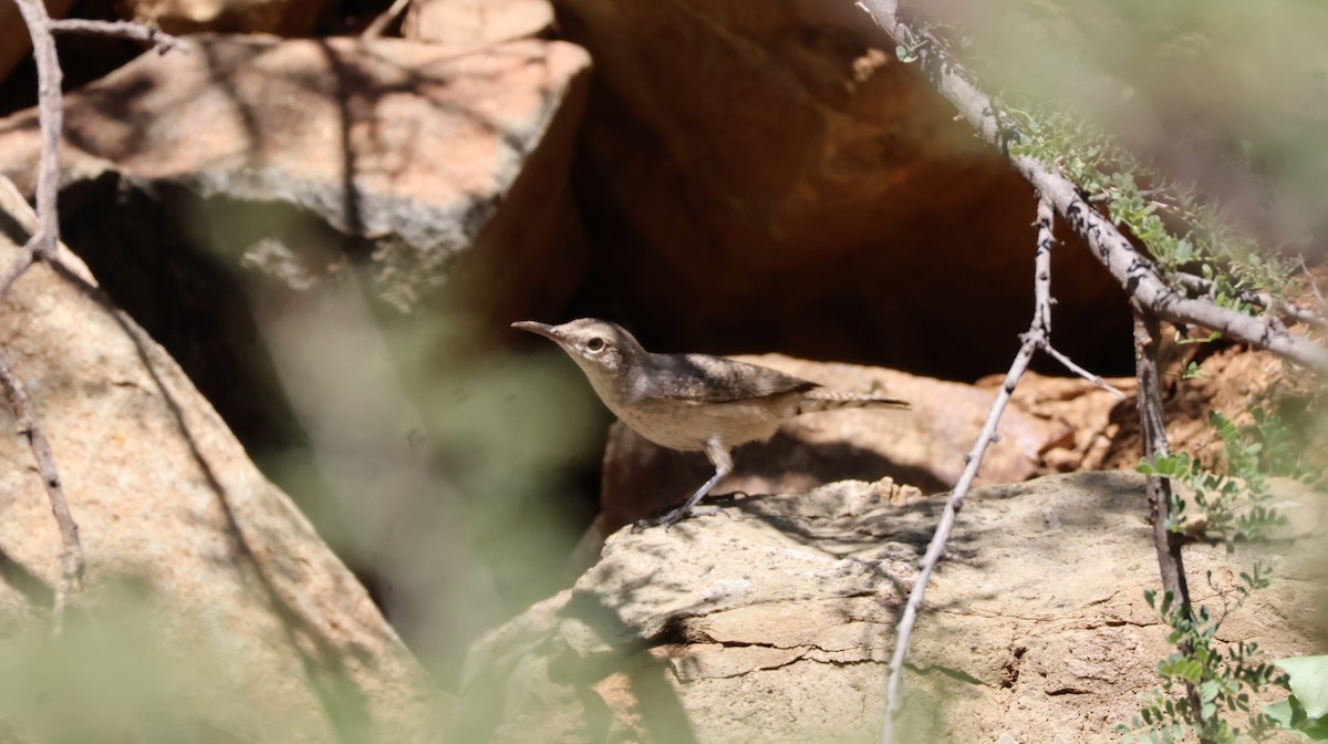Rock Wren - ML644127132