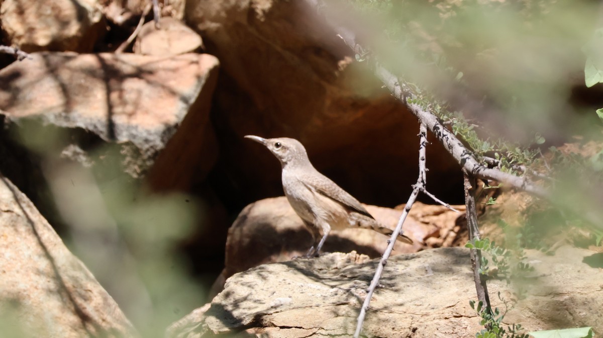 Rock Wren - ML644127133