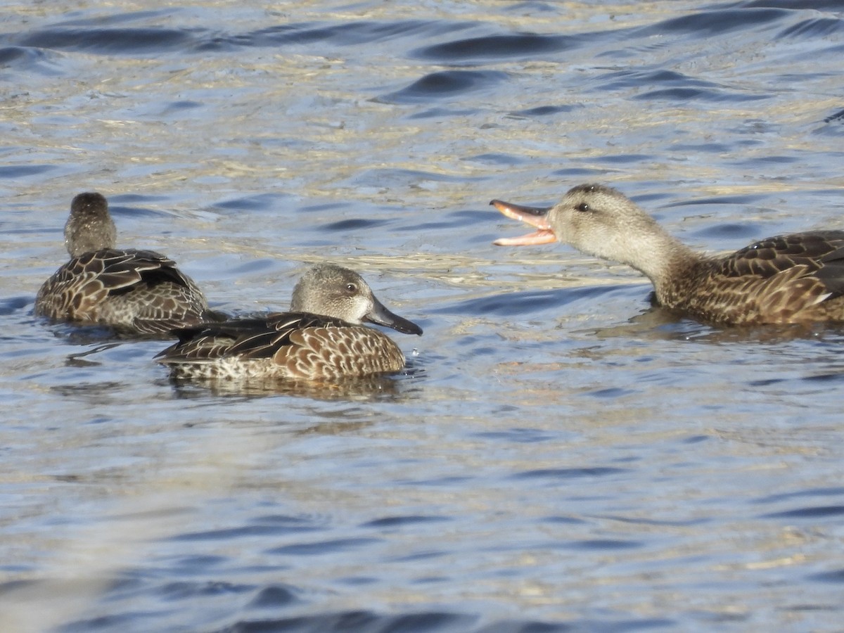 Blue-winged Teal - ML644127143