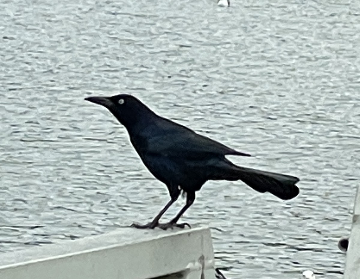 Great-tailed Grackle - ML644127149
