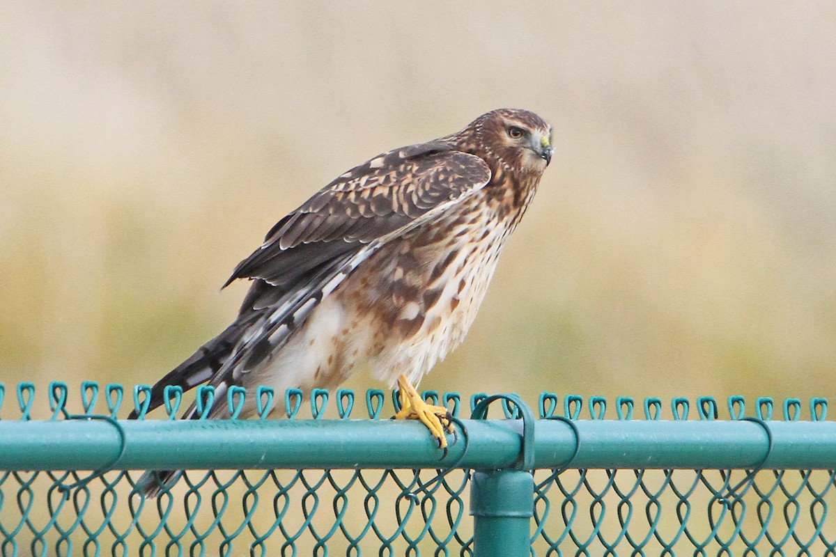 Northern Harrier - ML644127152