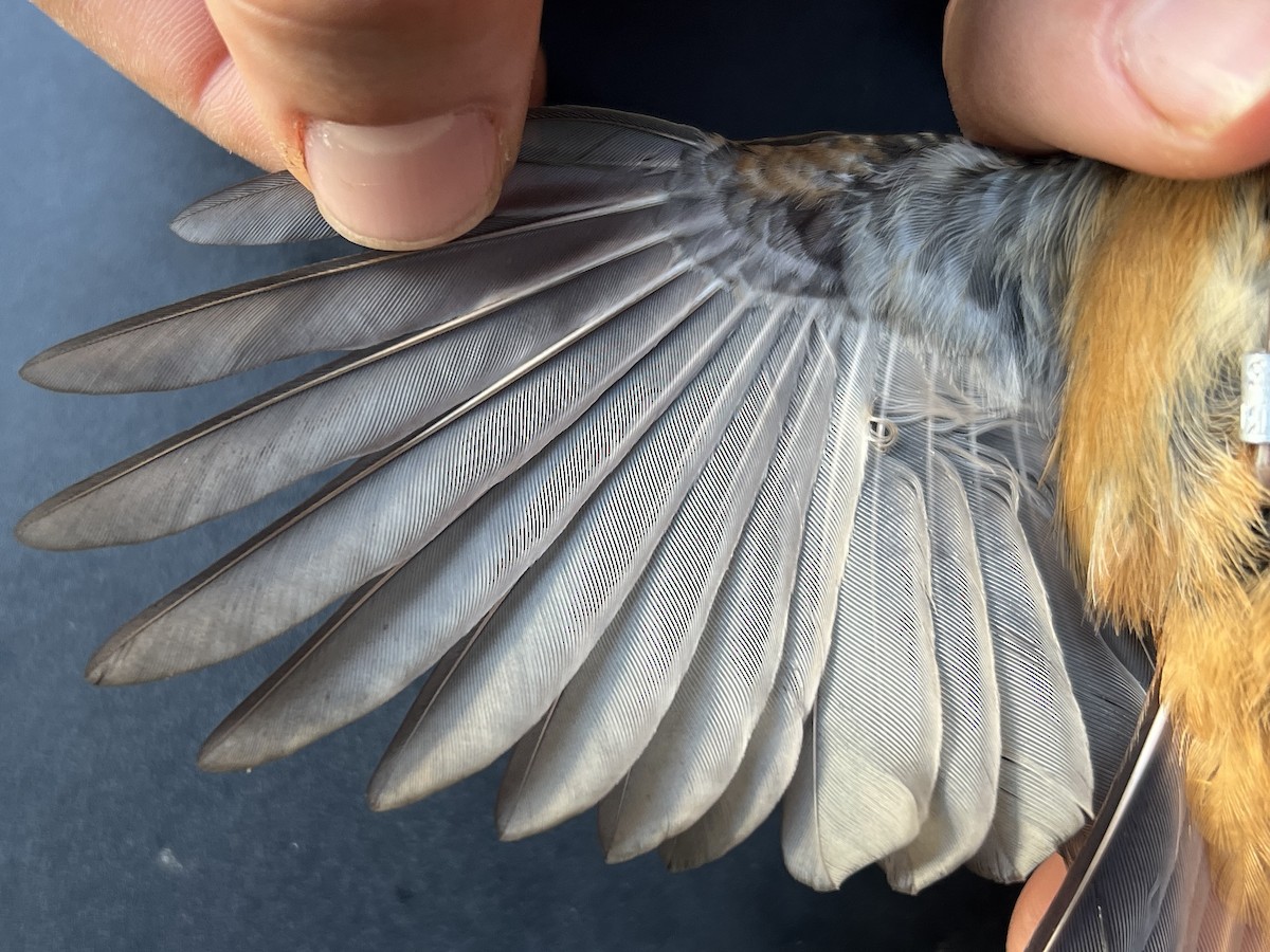 Micronesian Rufous Fantail (Marianas) - ML644127158