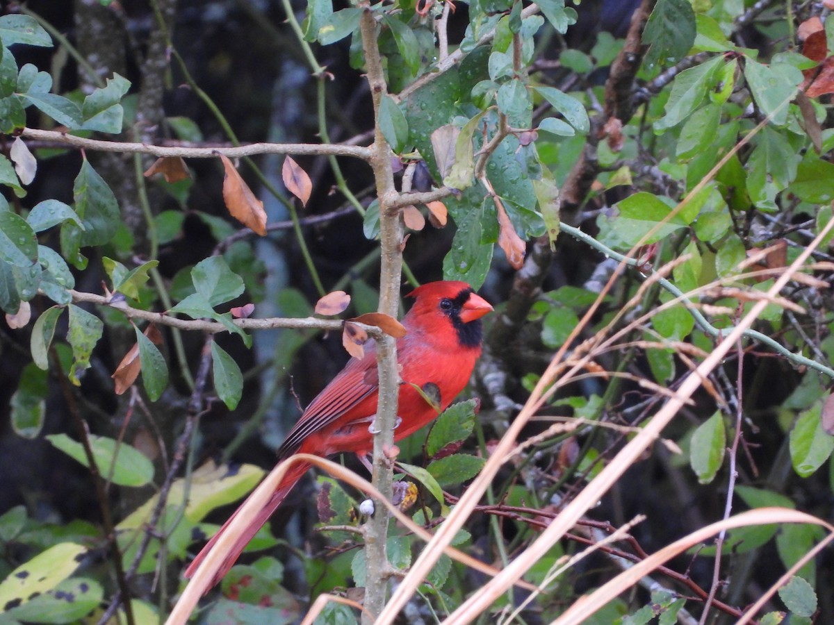 Northern Cardinal - ML644127163