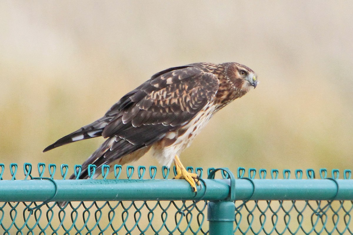 Northern Harrier - ML644127164