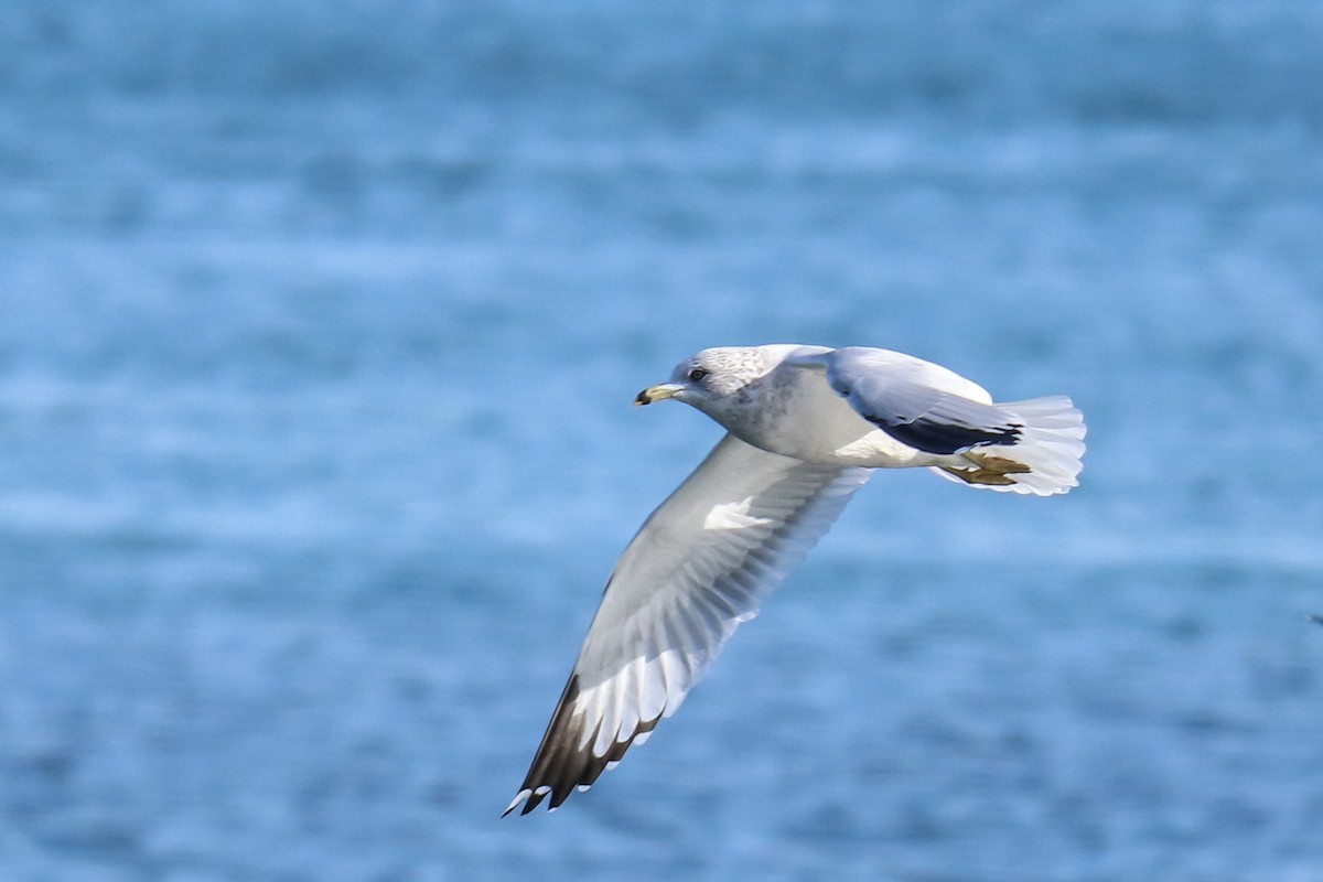 Ring-billed Gull - ML644127166