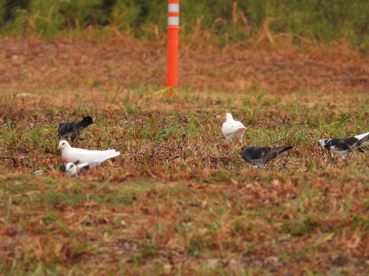 Rock Pigeon (Feral Pigeon) - ML644127168