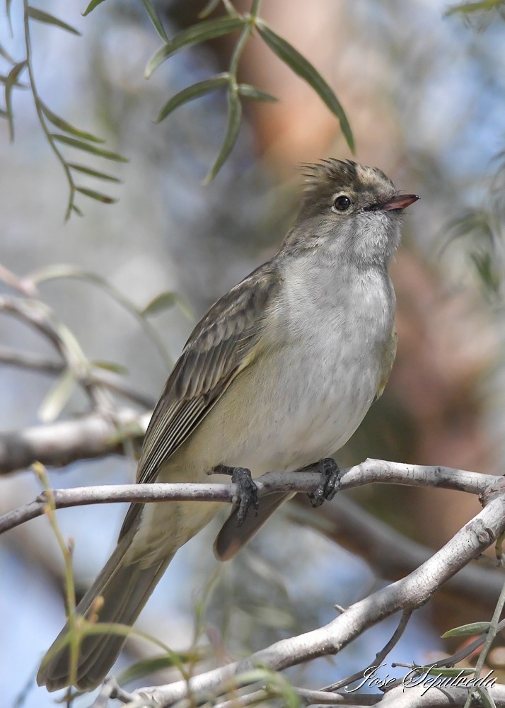 White-crested Elaenia (Peruvian) - ML644127170