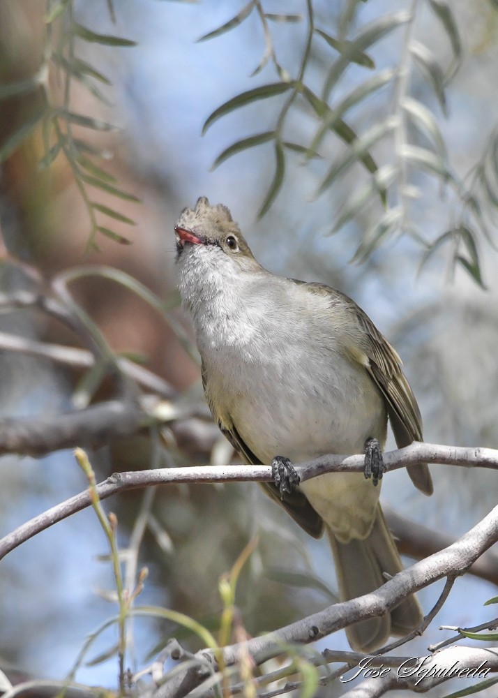 White-crested Elaenia (Peruvian) - ML644127171