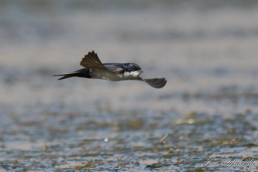 Blue-and-white Swallow - ML644127174
