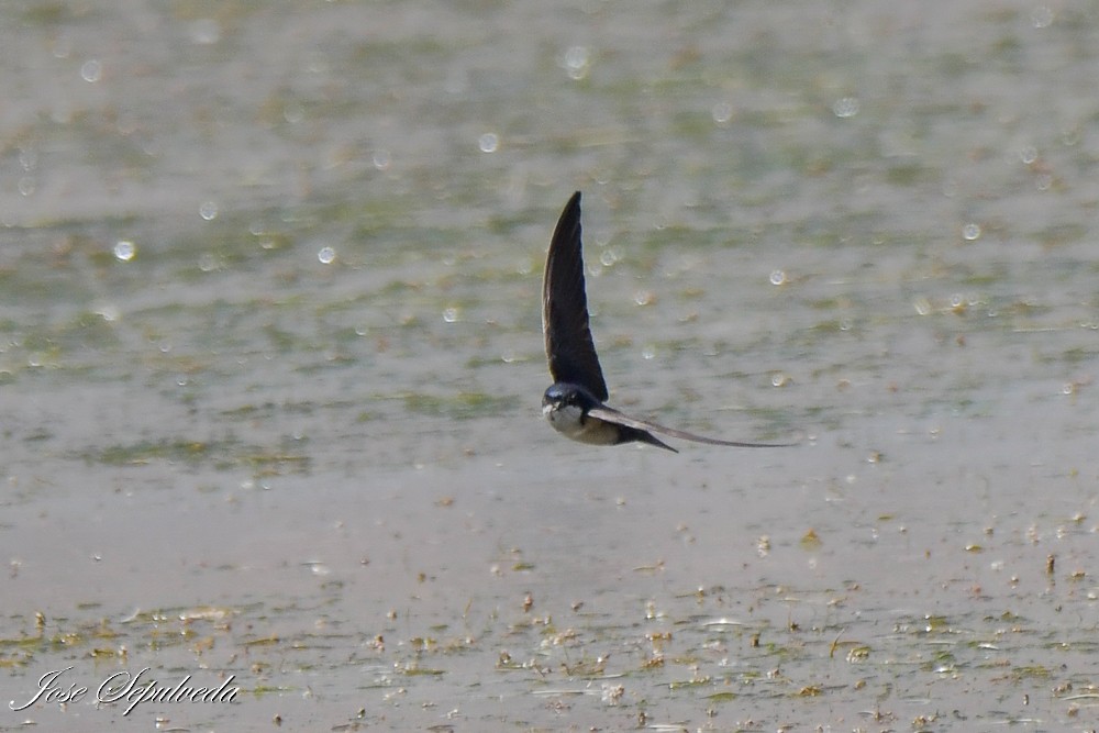 Blue-and-white Swallow - ML644127175