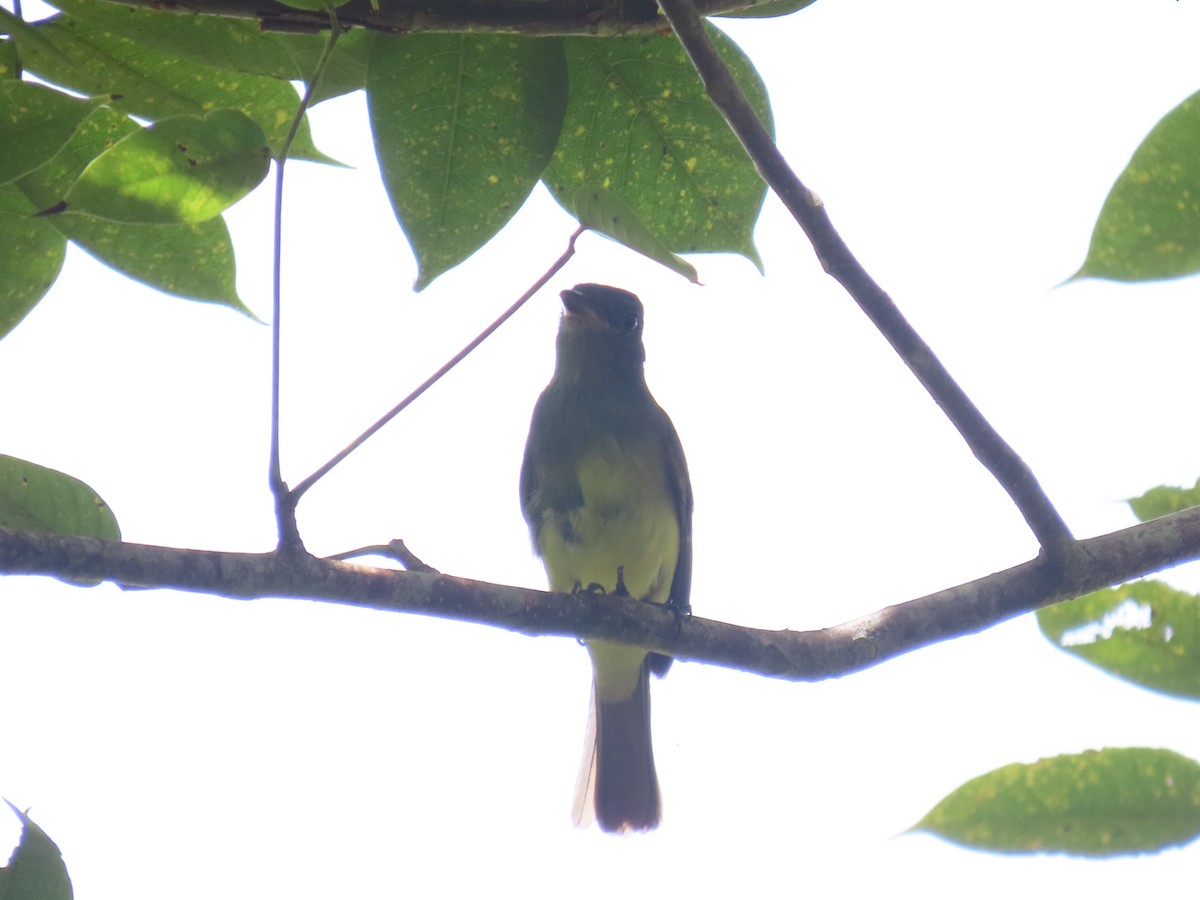 Great Crested Flycatcher - ML644127176