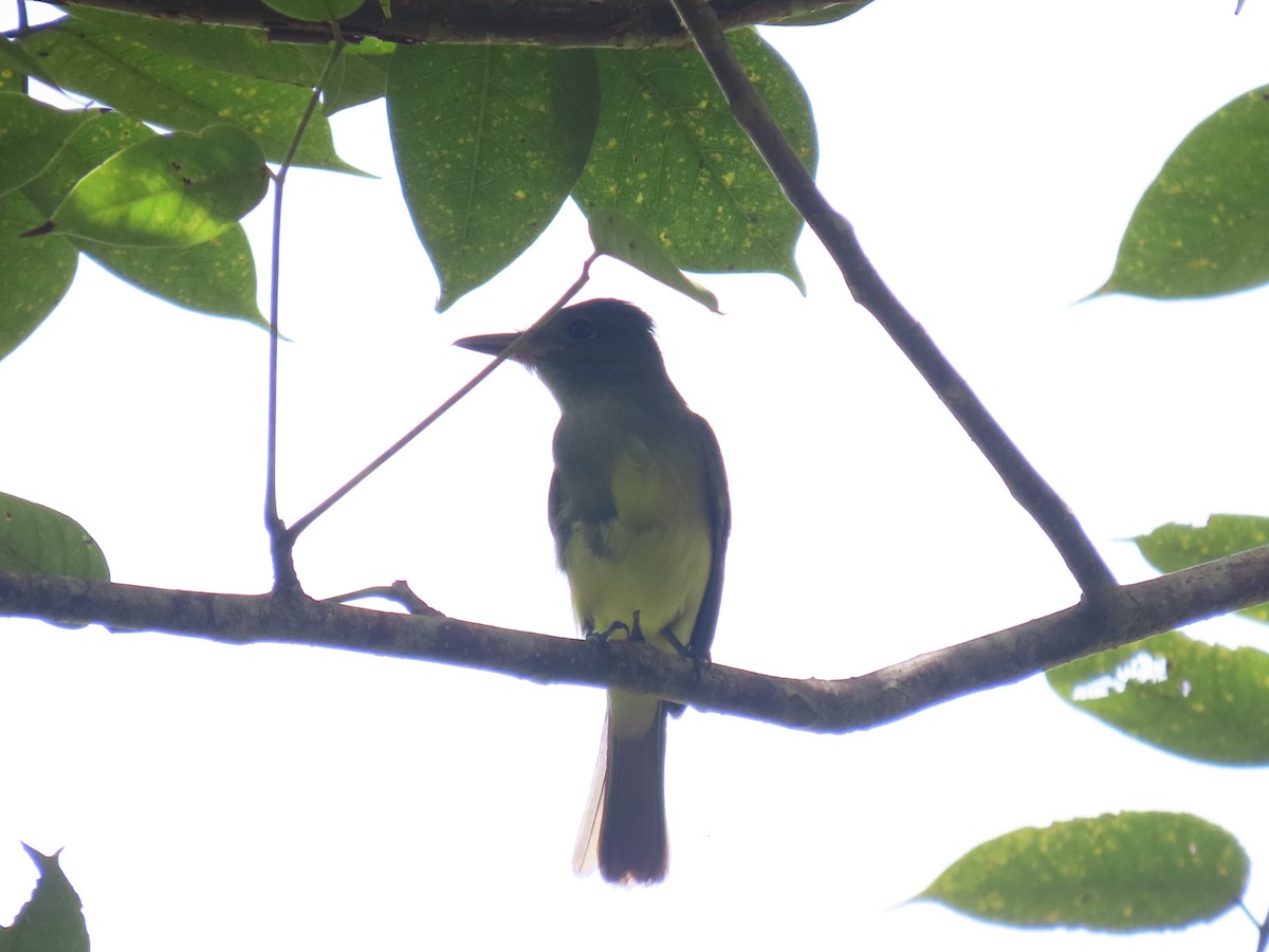 Great Crested Flycatcher - ML644127177