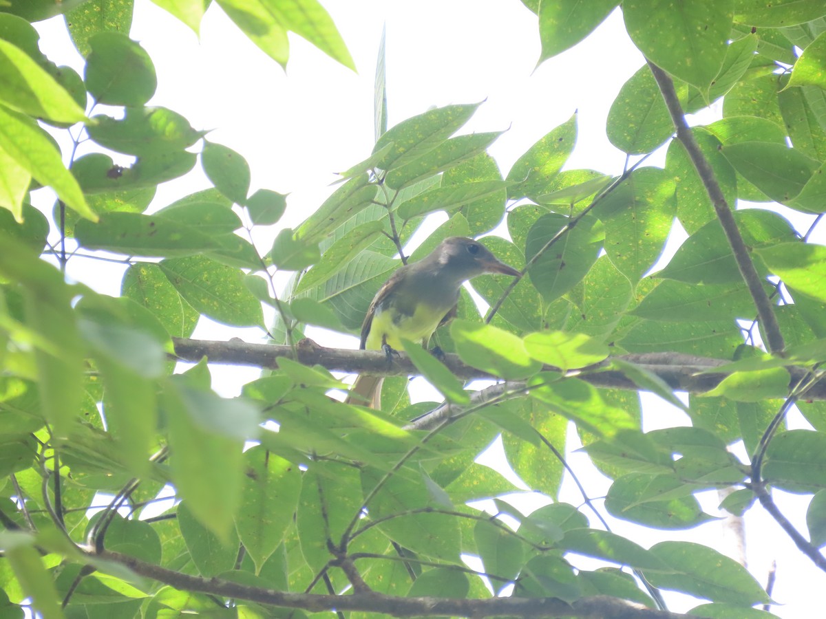 Great Crested Flycatcher - ML644127178