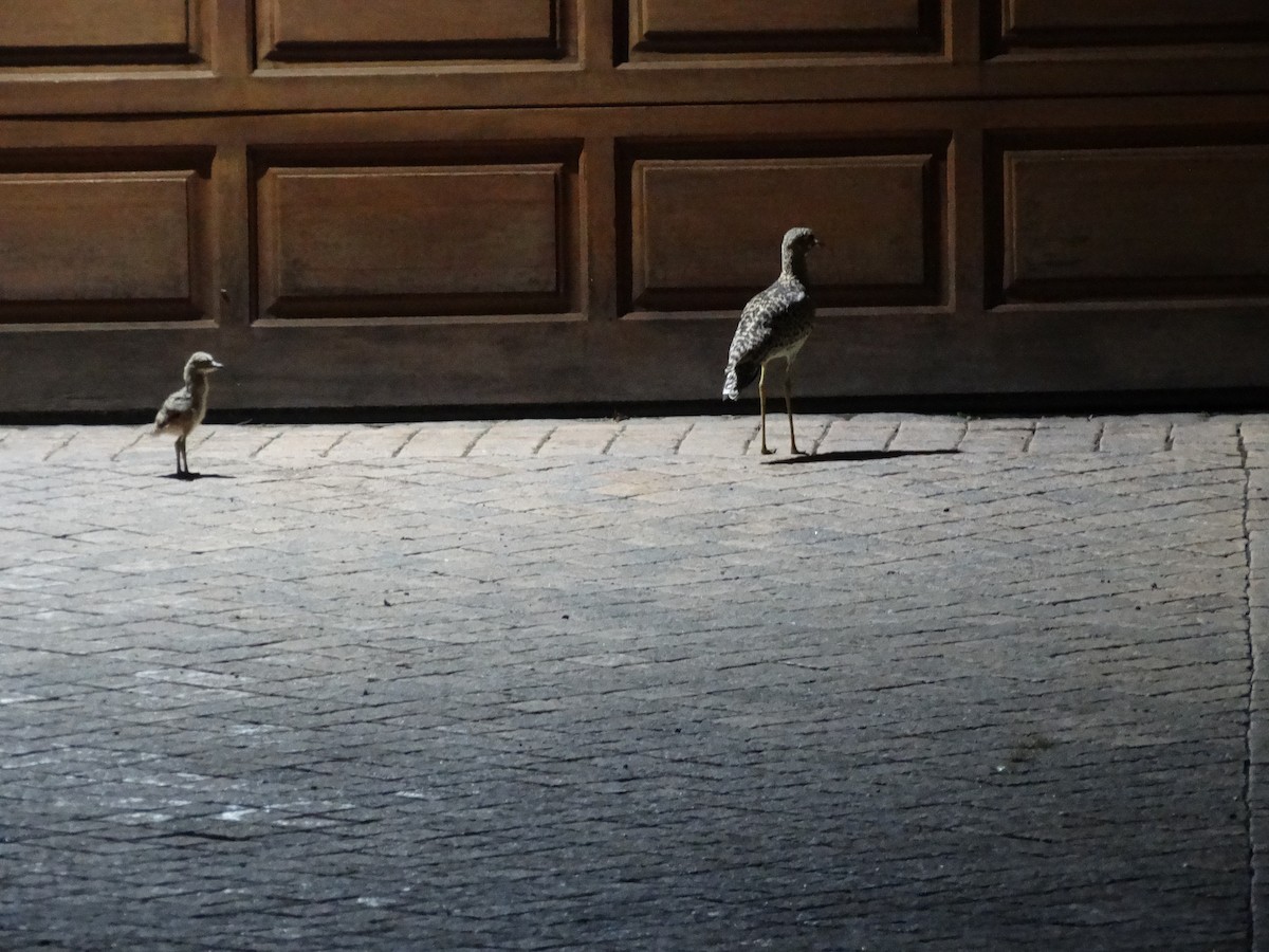 Spotted Thick-knee - ML644127179