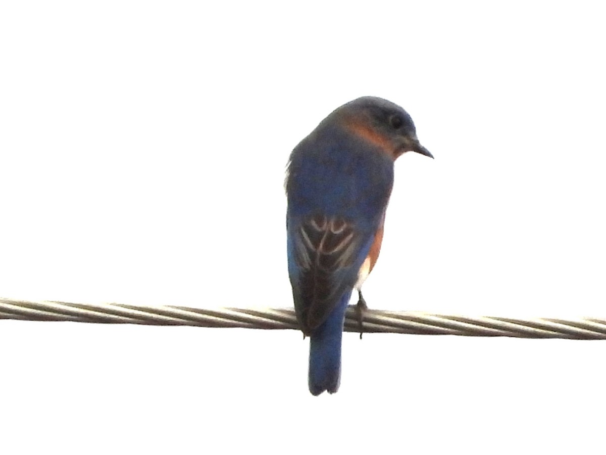 Eastern Bluebird - ML644127190