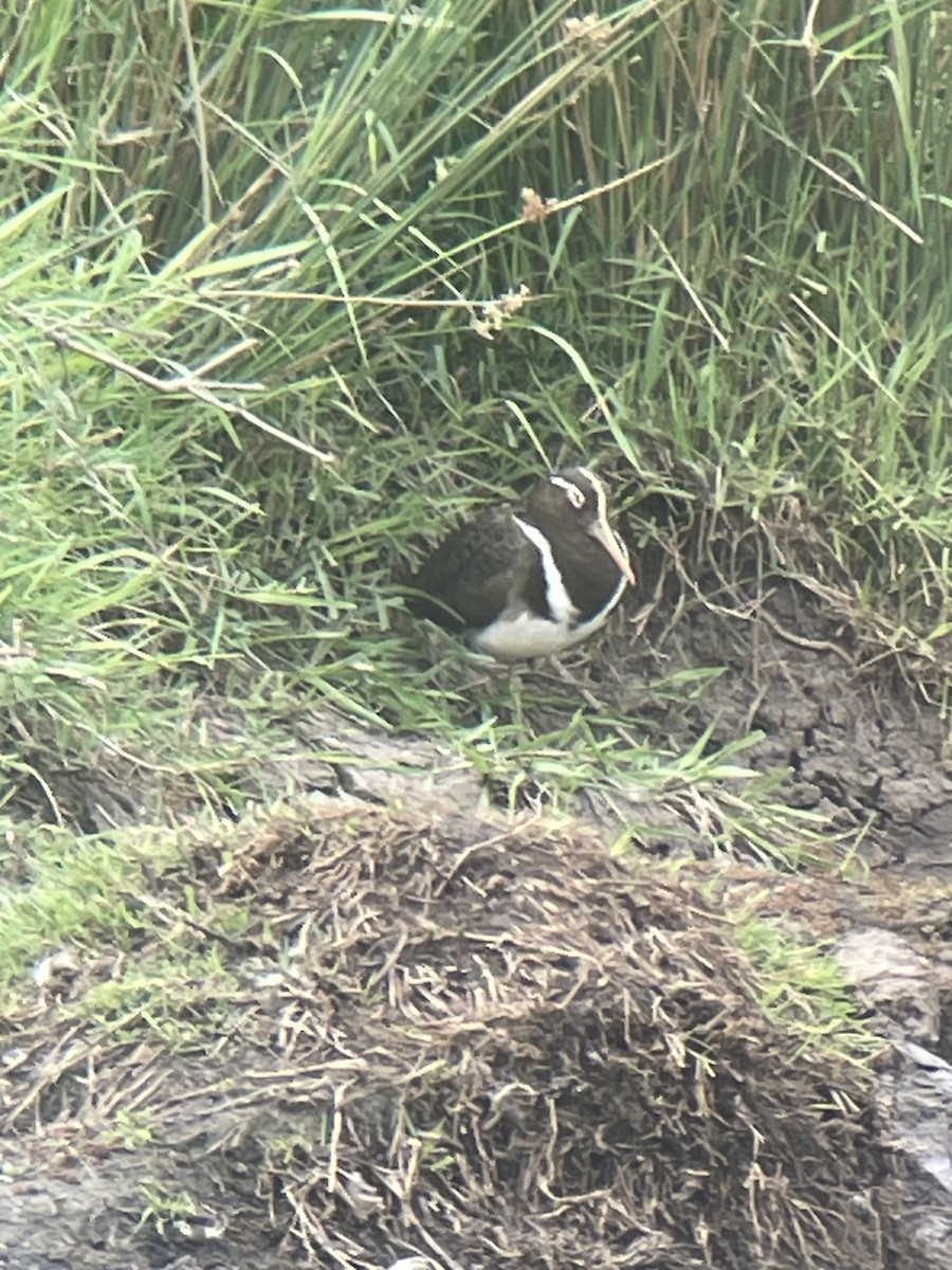 Australian Painted-Snipe - ML644127196