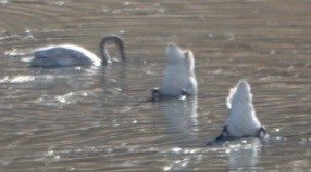 Trumpeter Swan - ML644127204