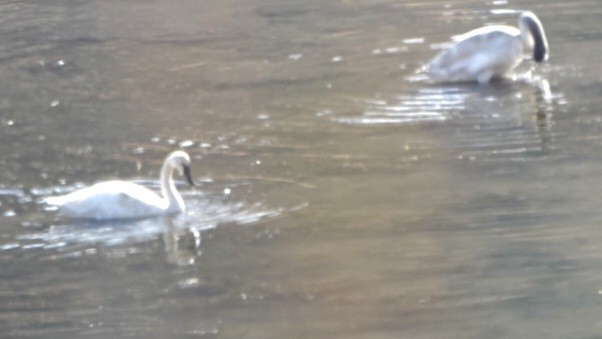 Trumpeter Swan - ML644127206