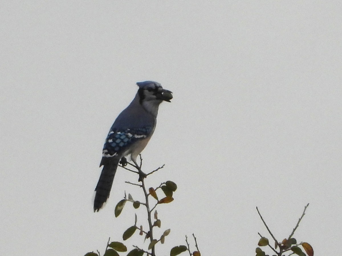 Blue Jay - ML644127227