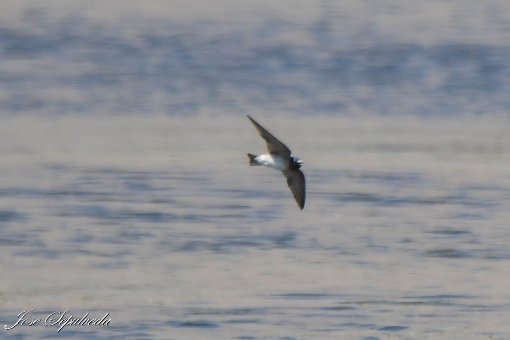 Golondrina Risquera - ML644127230