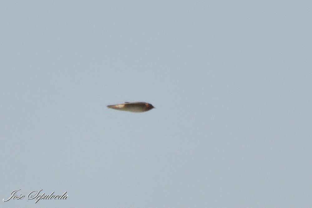 Golondrina Risquera - ML644127231