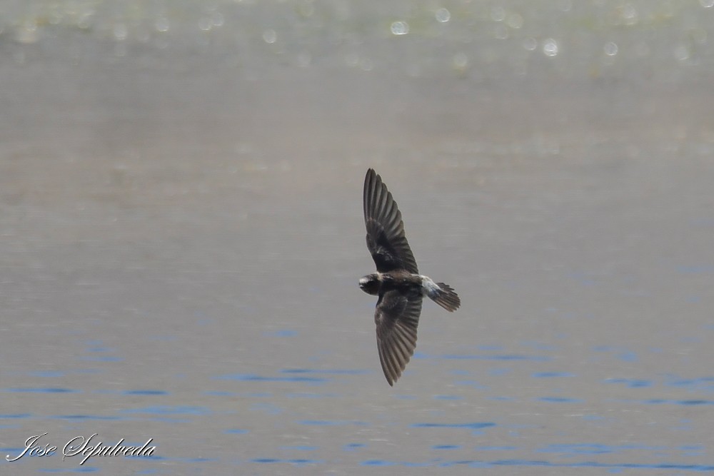 Golondrina Risquera - ML644127232