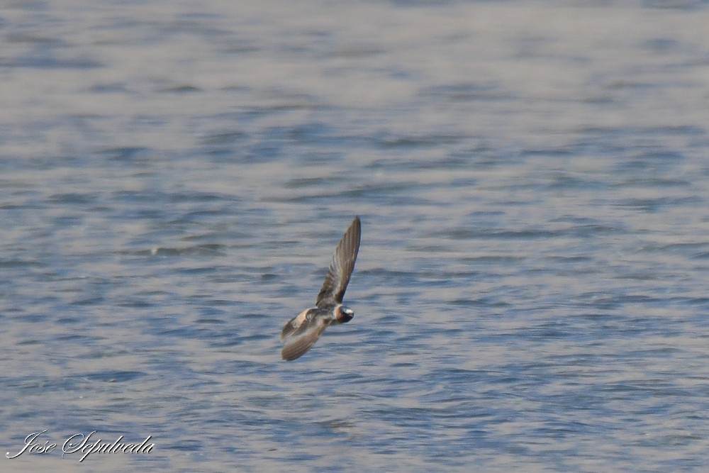 Golondrina Risquera - ML644127234