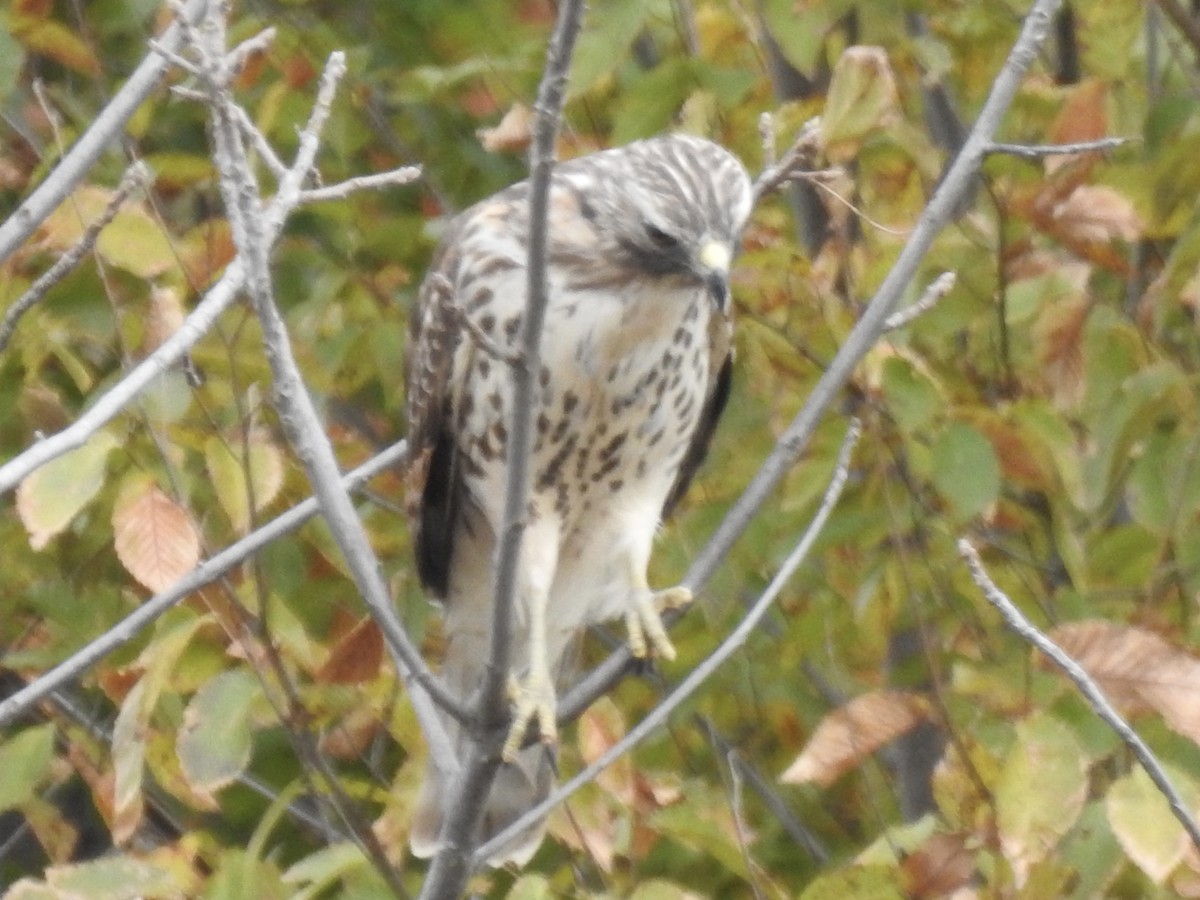 Buteo sp. - ML644127236