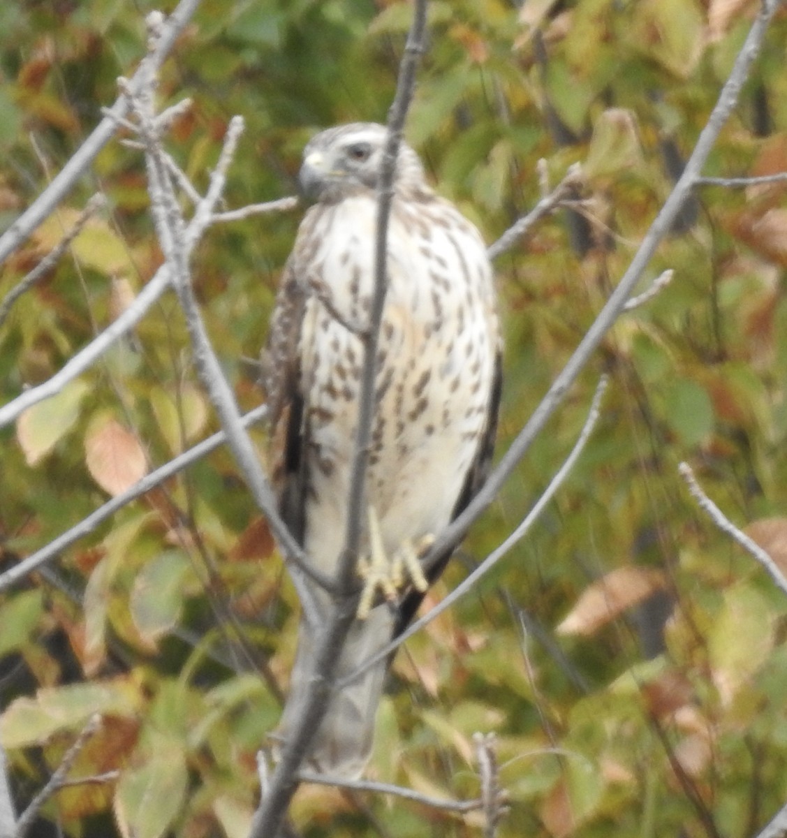 Buteo sp. - ML644127237