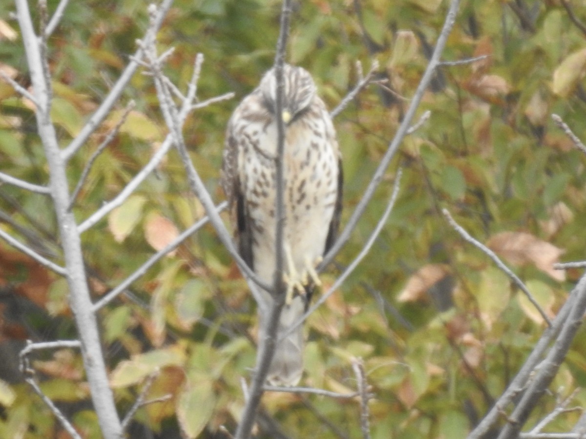 Buteo sp. - ML644127238