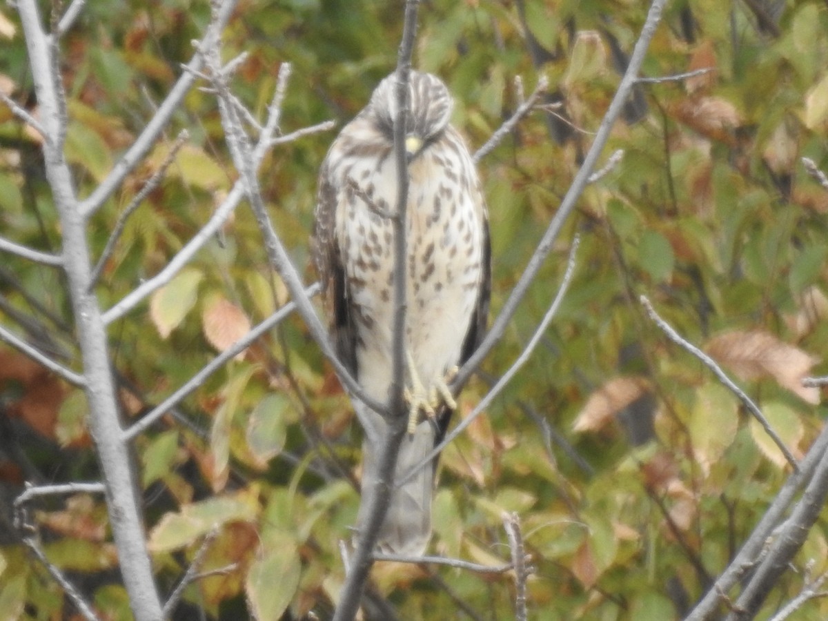 Buteo sp. - ML644127239
