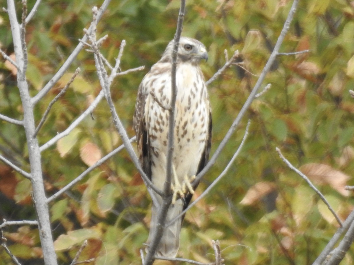 Buteo sp. - ML644127240