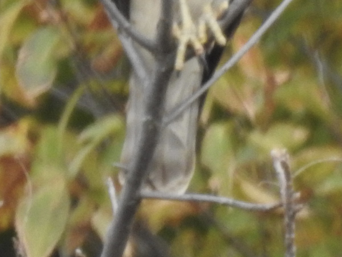 Buteo sp. - ML644127241