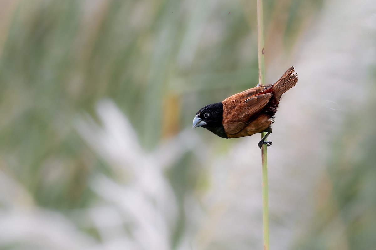 Chestnut Munia - ML644127245