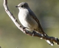 Townsend's Solitaire - ML644127264
