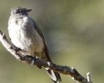 Townsend's Solitaire - ML644127265