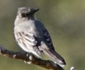 Townsend's Solitaire - ML644127266