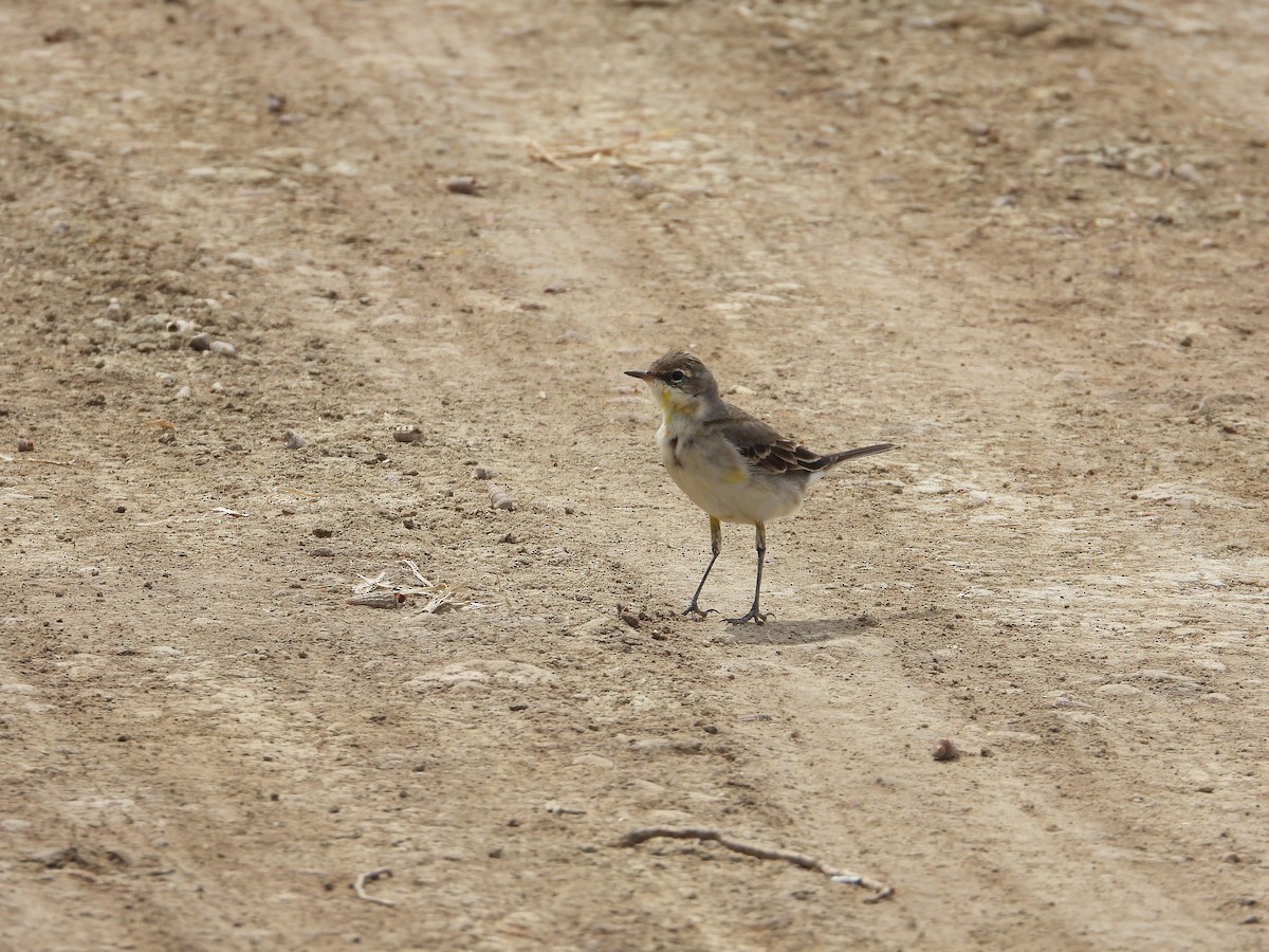 Bergeronnette de Béringie - ML644127268