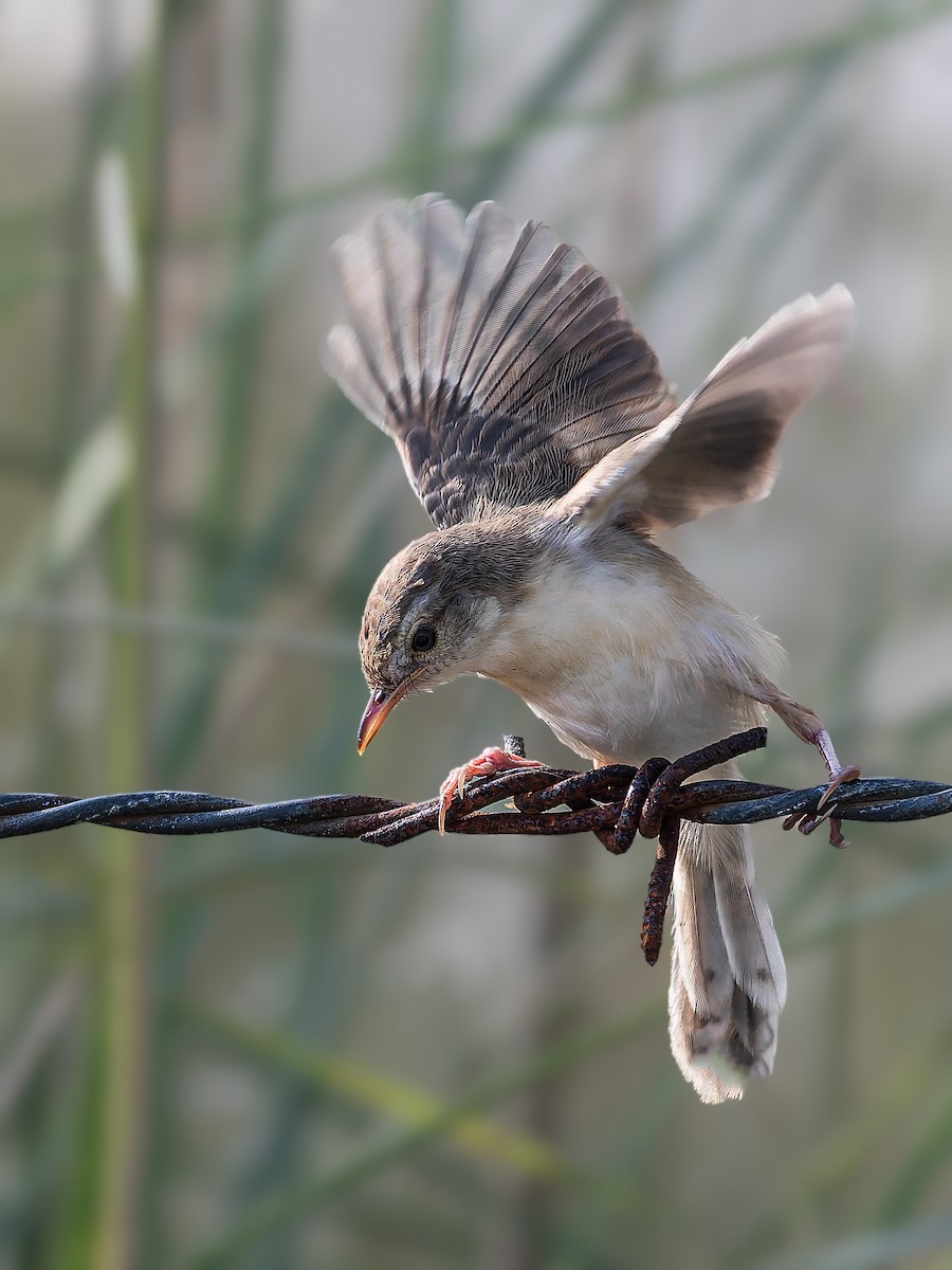 Plain Prinia - ML644127271