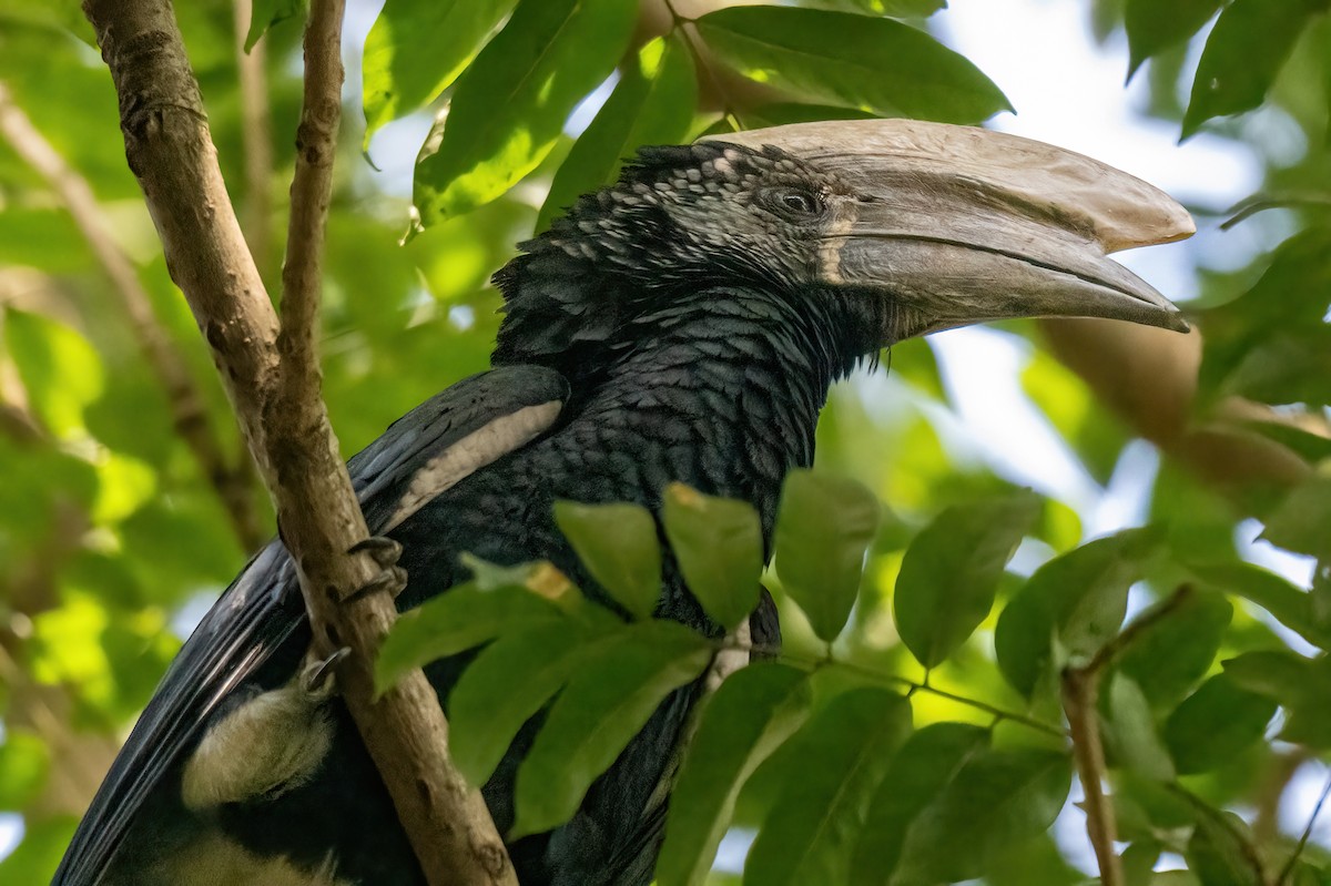 Silberwangen-Hornvogel - ML644127289