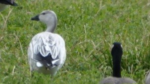 Snow Goose - ML644127298