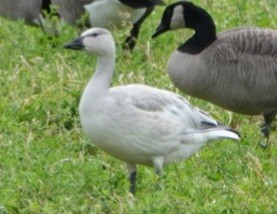 Snow Goose - ML644127299