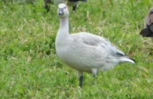 Snow Goose - ML644127300