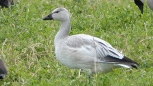 Snow Goose - ML644127301