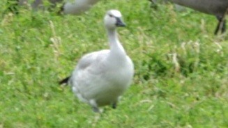 Snow Goose - ML644127302