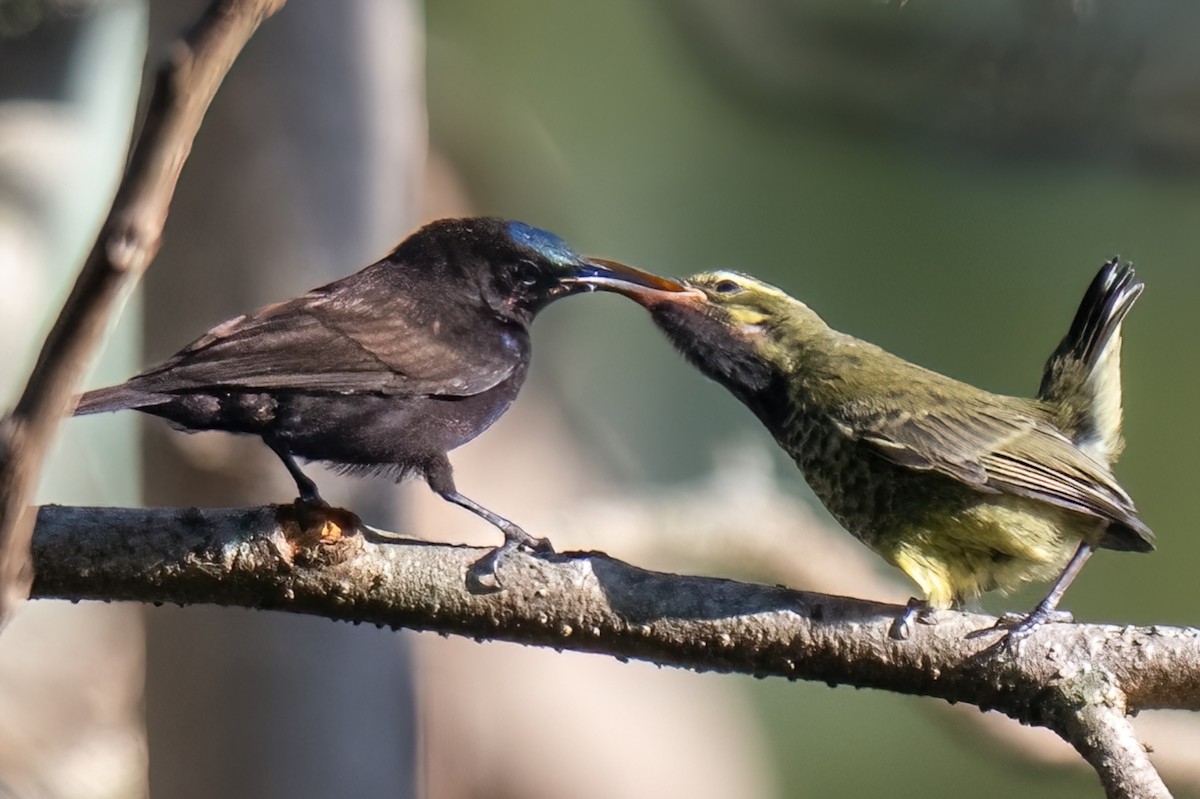 Amethyst Sunbird - ML644127327