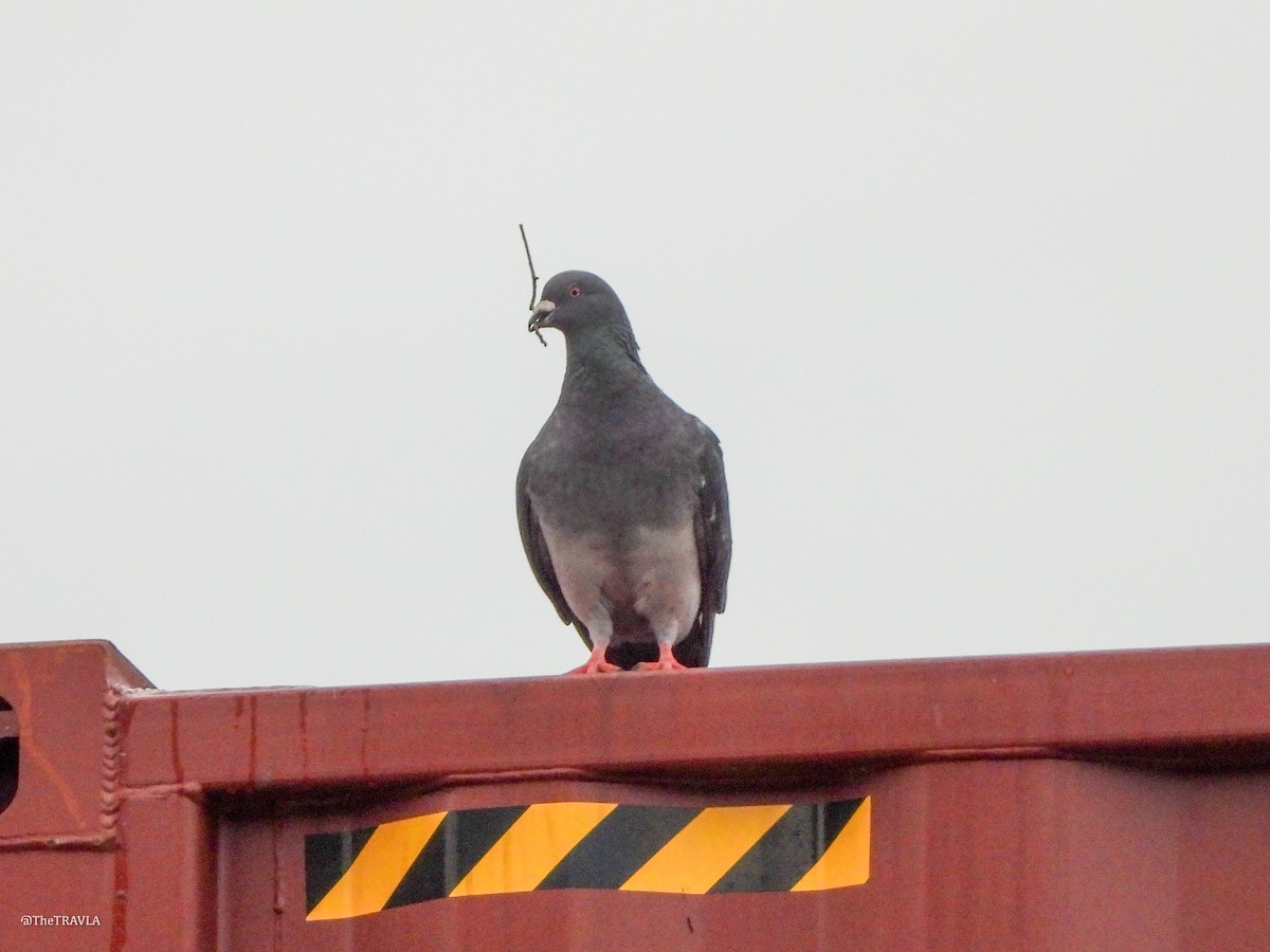 Rock Pigeon (Feral Pigeon) - ML644127329